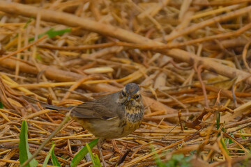 Siberian Bluethroat