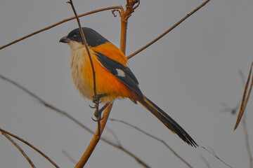 Long Tailed Shrike