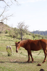 Fototapeta premium horses in the field