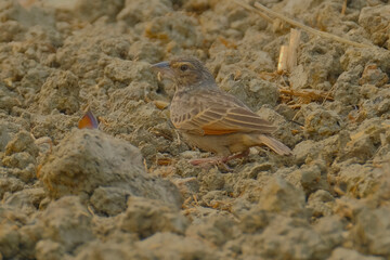 Bengal Bushlark