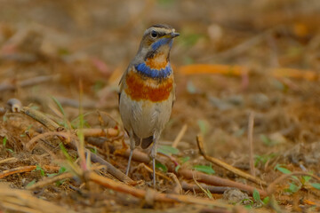 Siberian Bluethroat