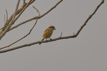 Brown Shrike