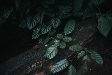 Wild caladium plant in the rainforest jungle.d