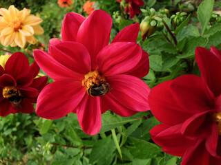 Red and yellow dahlias in a flower bed