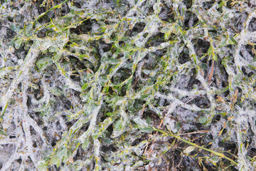 Thick layer of ice on the grass. Natural background