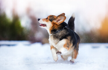 dog running in the snow welsh corgi pembroke breed