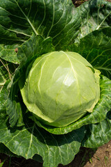 Fototapeta premium cabbage in the garden