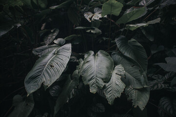 Wild caladium plant in the rainforest jungle.