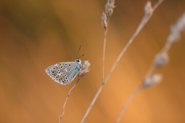 una farfalla su un filo d'erba secco in autunno
