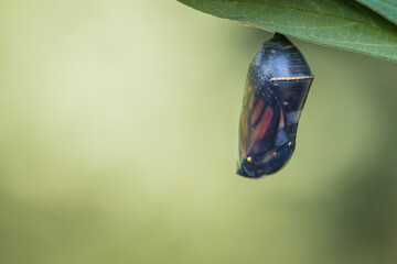 Monarch Butterfly chrysalis, Danaus plexippuson, in clear stage hanging from Swamp Milkweed leaf