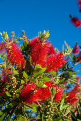 Spanish grown flower Callistemon Little John or dwarf bottlebrush .