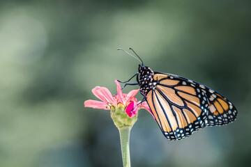 Monarch Butterfly, Danaus plexippuson, on pink zinnia flower with soft green background