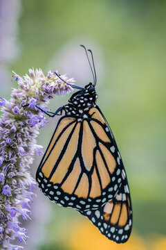 Monarch Butterfly, Danaus plexippuson, on lavendar Hyssopus officinalis flower