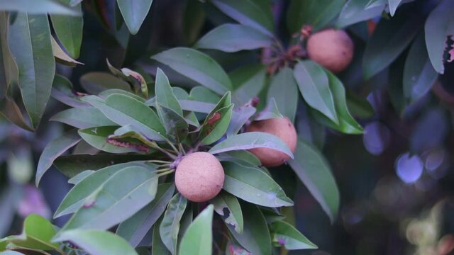Chiku plant with leaves and fruit,Chiku,Manilkara zapota,Sapodilla,chiku or naseberry fruit on tree,selective focus with hd footage