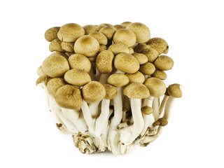 shimeji mushroom brown varieties isolated on a white background,element of food healthy nutrients and herb vegetable ingredient concept