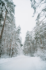 Landscape of a snow-covered pine forest in a snowfall
