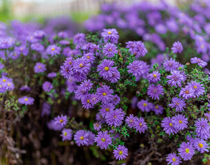 Many purple flowers on the bush