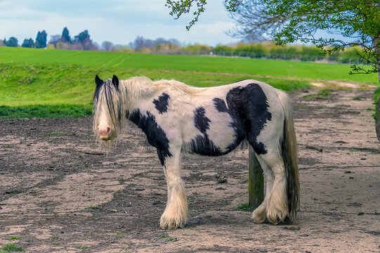 A gypsy horse stares through his mane in a field near Market Harborough, Leicestershire, UK