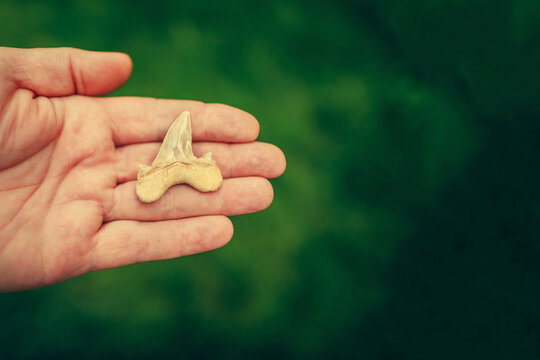 Shark Tooth. Sharp Teeth Of A Predator. Fossil Shark Tooth