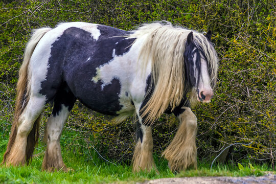 A long-haired gypsy horse plods through the undergrowth in a field near Market Harborough, Leicestershire, UK