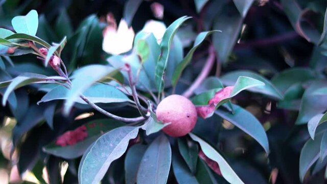 Sapodilla plant with fresh fruit,Manilkara zapota,Sapodilla,chiku,sapodilla Plum,manilkara zapota,