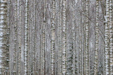 Adorable birch trees in winter in Finland