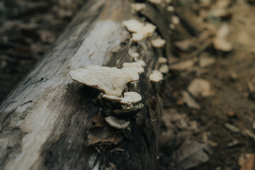 Wild Mushroom grow on the dried log in the jungle.Vintage filter and artificial grain effect.