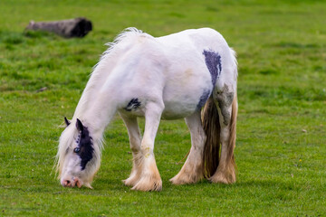 Naklejka na ściany i meble A white gypsy horse nibbles the pasture in a field near Market Harborough, Leicestershire, UK