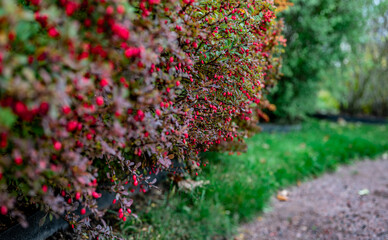 Fototapeta na wymiar barberry bushes in the garden