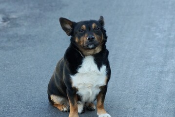 one spotted dog sits and stares at the gray road on the street