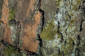 natural plant texture of brown bark and green moss on a pine tree in nature