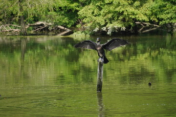 カワウのいる池