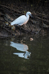 reflection of long beak black siberian crane in water standing for hunting fish with marshy land