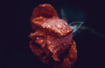 Red Rose with water drops
