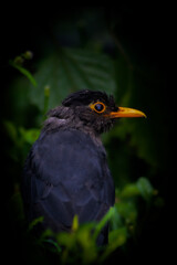 Fototapeta premium The Nilgiri blackbird on a branch