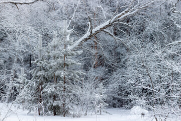 Snow-covered trees in winter forest. Christmas and New Year background. Wonderful landscape in Siberia