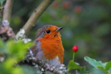 European Robin red breast 