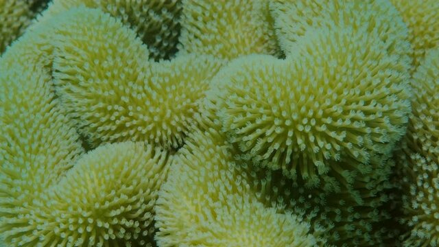 Details of the soft coral polips. Extreme close-up of the soft coral polips on the reef. Natural underwater background. Mushroom Leather Coral (Sarcophyton coral)