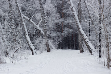 Trail in a snowy forest. Winter landscape in Siberia