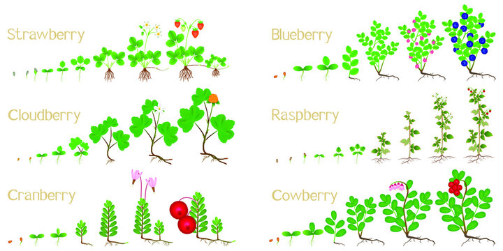 Set of growth cycles of forest berries on a white background.