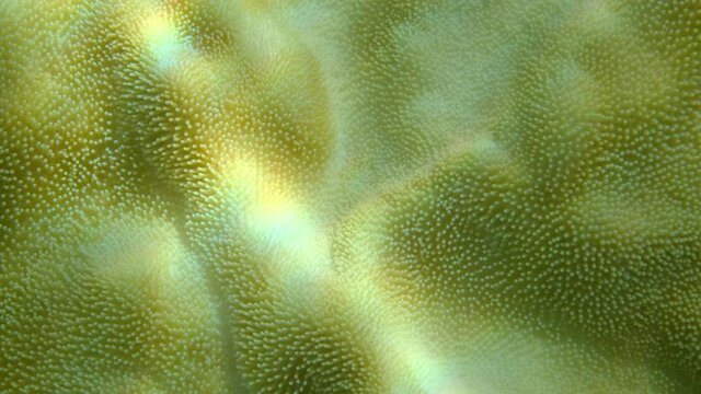 Extreme close-up of the soft coral polips on the reef. Details of the soft coral polips. Natural underwater background. Mushroom Leather Coral (Sarcophyton coral)