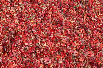 red pepper background