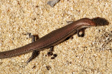 Delicate Garden Skink (Lampropholis delicata), South Australia