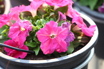 pink cyclamen in a pot