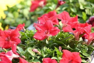 red flowers in a garden
