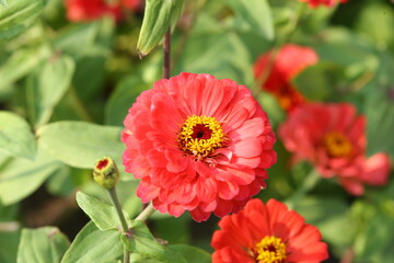 red and yellow flower