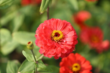 red and yellow dahlia
