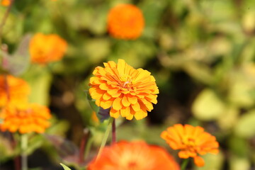 orange flower in the garden