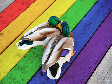 Two mallard ducks kiss in mating attire on the background of the LGBT rainbow flag. Valentine's day concept