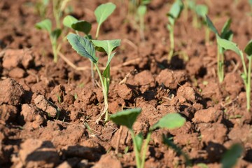 Close up a seedling of freshly planted kale on the ground
